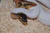 2-2-albino-3-3-pieabald-1-1-lavender-2-2-bumble-bee-and-1-1-axanthic-python-and-related-morphs
